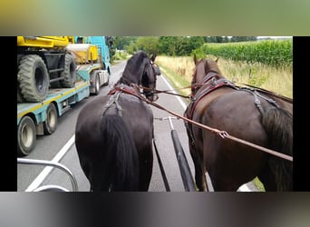 Heavy Warmblood, Gelding, 4 years, 16,1 hh, Black