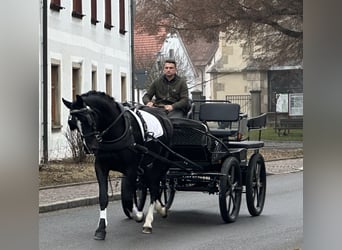 Heavy Warmblood, Gelding, 4 years, 16,1 hh, Black