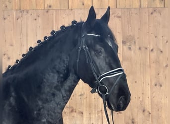 Heavy Warmblood, Gelding, 4 years, 16,1 hh, Black