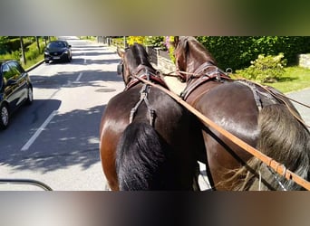 Heavy Warmblood, Gelding, 4 years, 16,1 hh, Brown