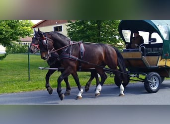 Heavy Warmblood, Gelding, 4 years, 16,1 hh, Brown