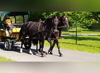 Heavy Warmblood, Gelding, 4 years, 16,3 hh, Gray-Dark-Tan