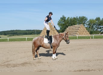 Schweres Warmblut, Wallach, 5 Jahre, 15,1 hh, Rotschimmel