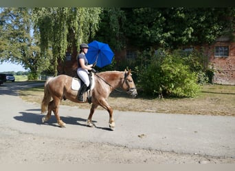 Schweres Warmblut, Wallach, 5 Jahre, 15,1 hh, Rotschimmel