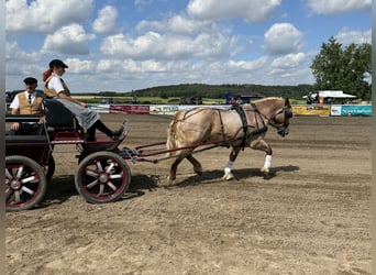 Schweres Warmblut, Wallach, 5 Jahre, 15,1 hh, Rotschimmel