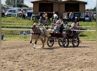 Schweres Warmblut, Wallach, 5 Jahre, 15,1 hh, Rotschimmel