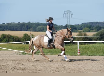 Schweres Warmblut, Wallach, 5 Jahre, 15,1 hh, Rotschimmel