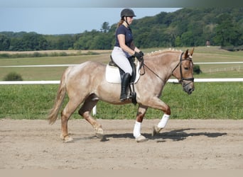 Schweres Warmblut, Wallach, 5 Jahre, 15,1 hh, Rotschimmel