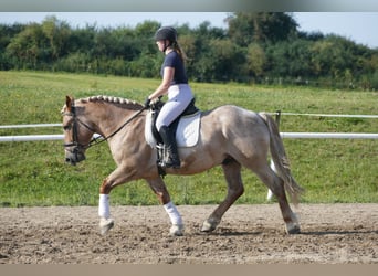 Schweres Warmblut, Wallach, 5 Jahre, 15,1 hh, Rotschimmel