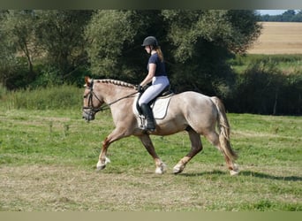 Schweres Warmblut, Wallach, 5 Jahre, 15,1 hh, Rotschimmel