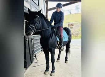 Heavy Warmblood, Gelding, 5 years, 15,3 hh, Black