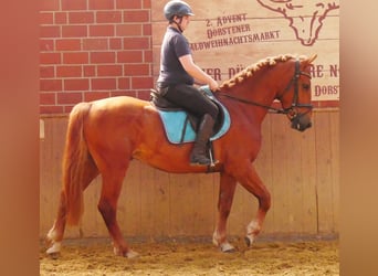 Heavy Warmblood Mix, Gelding, 5 years, 15,1 hh