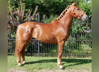 Heavy Warmblood Mix, Gelding, 5 years, 15,1 hh