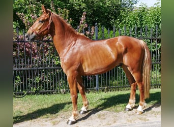Heavy Warmblood Mix, Gelding, 5 years, 15,1 hh