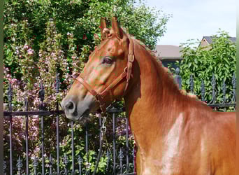Heavy Warmblood Mix, Gelding, 5 years, 15,1 hh