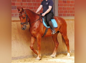 Heavy Warmblood Mix, Gelding, 5 years, 15,1 hh