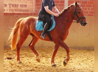 Heavy Warmblood Mix, Gelding, 5 years, 15,1 hh