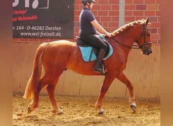 Heavy Warmblood Mix, Gelding, 5 years, 15,1 hh