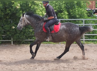 Heavy Warmblood, Gelding, 5 years, 15,2 hh, Gray-Dapple
