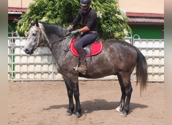 Heavy Warmblood, Gelding, 5 years, 15,2 hh, Gray-Dapple