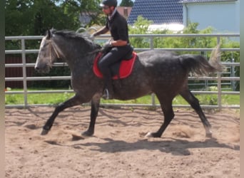 Heavy Warmblood, Gelding, 5 years, 15,2 hh, Gray-Dapple