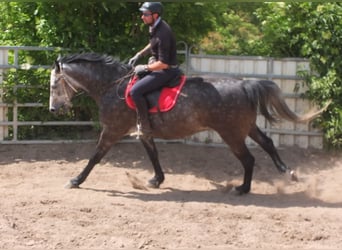 Heavy Warmblood, Gelding, 5 years, 15,2 hh, Gray-Dapple