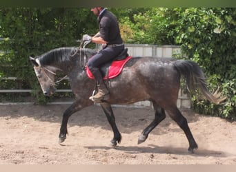 Heavy Warmblood, Gelding, 5 years, 15,2 hh, Gray-Dapple