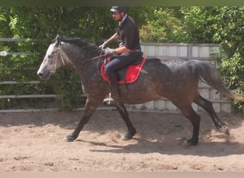Heavy Warmblood, Gelding, 5 years, 15,2 hh, Gray-Dapple