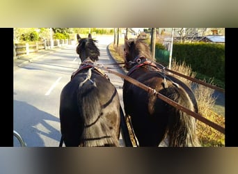 Heavy Warmblood, Gelding, 5 years, 16.1 hh, Black