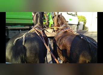 Heavy Warmblood, Gelding, 5 years, 16.1 hh, Black