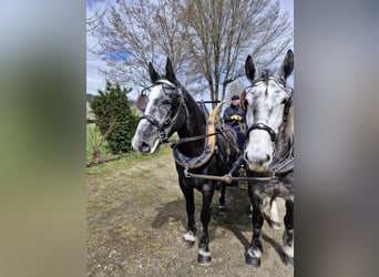 Heavy Warmblood, Gelding, 5 years, 16.1 hh, Grey-Dark-Tan