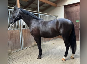 Schweres Warmblut, Wallach, 5 Jahre, 16,2 hh, Rappe