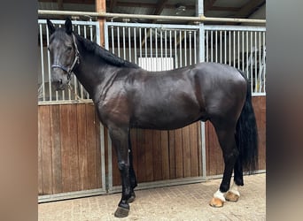 Schweres Warmblut, Wallach, 5 Jahre, 16,2 hh, Rappe