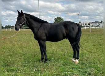 Schweres Warmblut, Wallach, 5 Jahre, 16,2 hh, Rappe