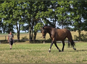 Heavy Warmblood, Gelding, 5 years, 16 hh, Bay-Dark