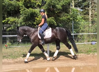 Heavy Warmblood Mix, Gelding, 5 years, 16 hh, Black