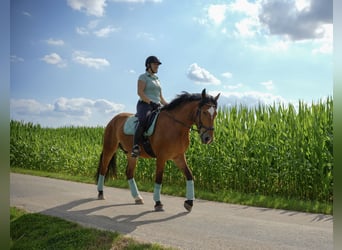 Heavy Warmblood Mix, Gelding, 5 years, 16 hh, Brown