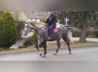 Heavy Warmblood, Gelding, 5 years, 16 hh, Grey-Dapple