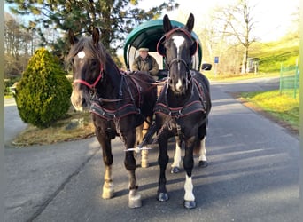 Heavy Warmblood, Gelding, 5 years, 16,1 hh, Black