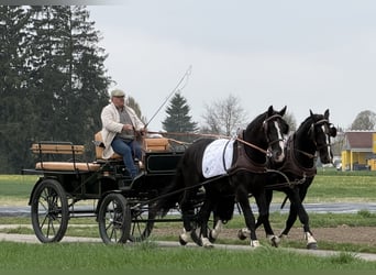 Heavy Warmblood, Gelding, 5 years, 16,1 hh, Black