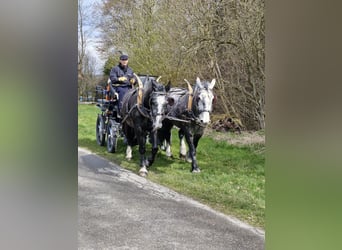 Heavy Warmblood, Gelding, 5 years, 16,1 hh, Grey-Dark-Tan