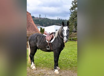 Heavy Warmblood, Gelding, 5 years, 16,1 hh, Grey-Dark-Tan