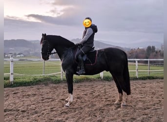 Heavy Warmblood, Gelding, 5 years, 16,3 hh, Bay-Dark