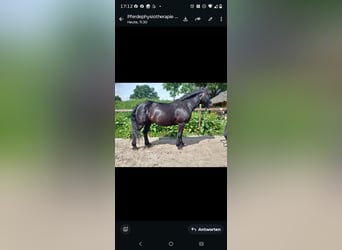 Heavy Warmblood, Gelding, 6 years, 15.1 hh, Black