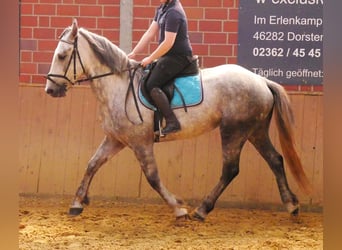 Heavy Warmblood Mix, Gelding, 6 years, 15,2 hh