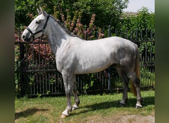 Heavy Warmblood Mix, Gelding, 6 years, 15,2 hh