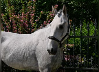 Heavy Warmblood Mix, Gelding, 6 years, 15,2 hh
