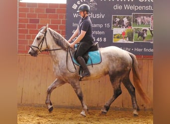 Heavy Warmblood Mix, Gelding, 6 years, 15,2 hh
