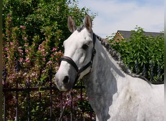 Heavy Warmblood Mix, Gelding, 6 years, 15,2 hh
