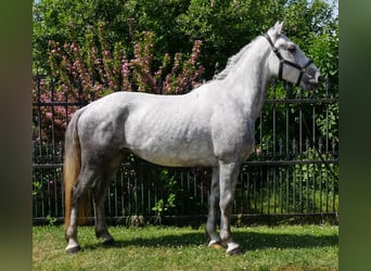 Heavy Warmblood Mix, Gelding, 6 years, 15,2 hh
